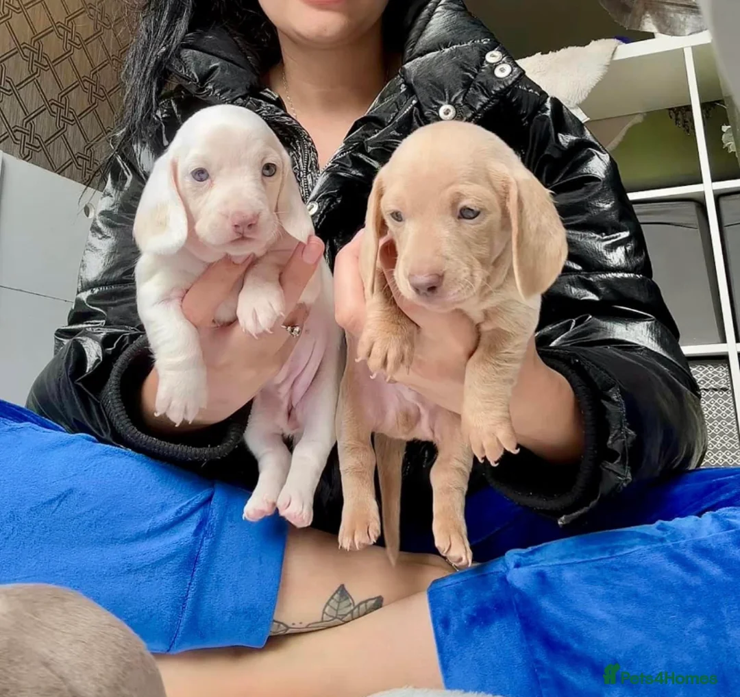 Miniature Dachshund dogs for stud: 🍦ALPHA mini cream Int/Int pied Smooth dachshund ! in Mexborough - Advert 20