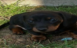 Dachshund dogs for sale: Mini dachshund puppies - Image 11