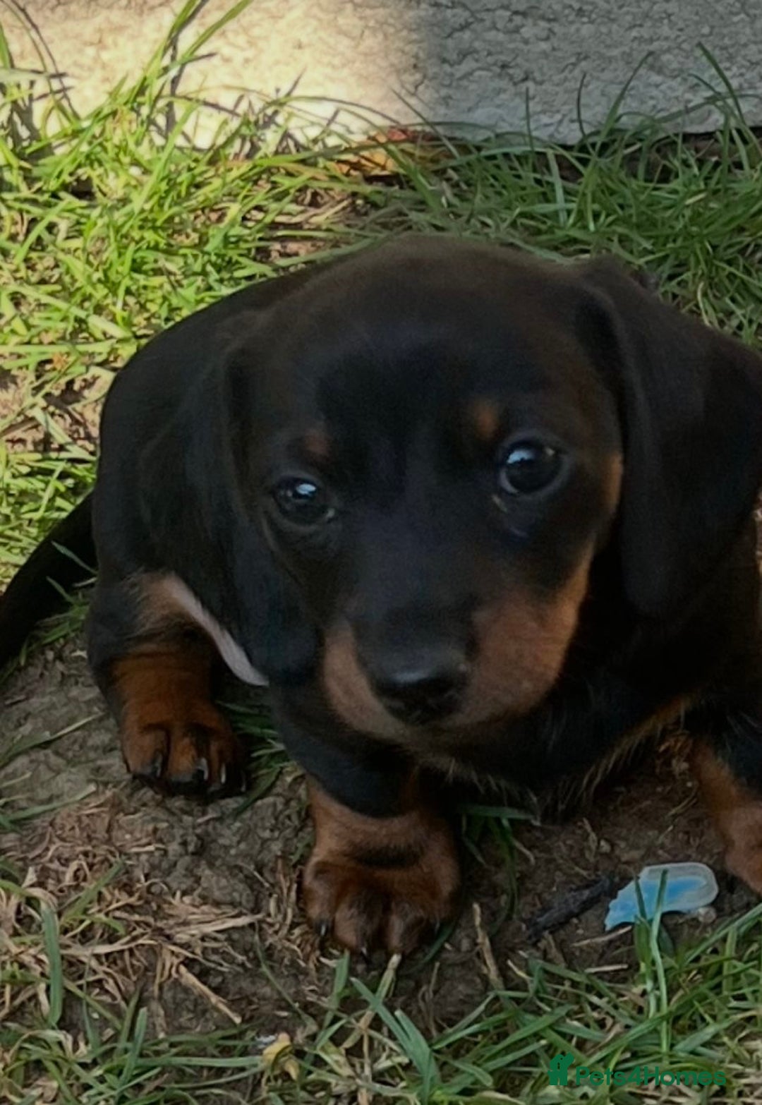 Dachshund dogs for sale: Mini dachshund puppies - Image 11