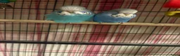 Budgerigars birds for sale: Baby Budgies’s for sale  - Advert 16
