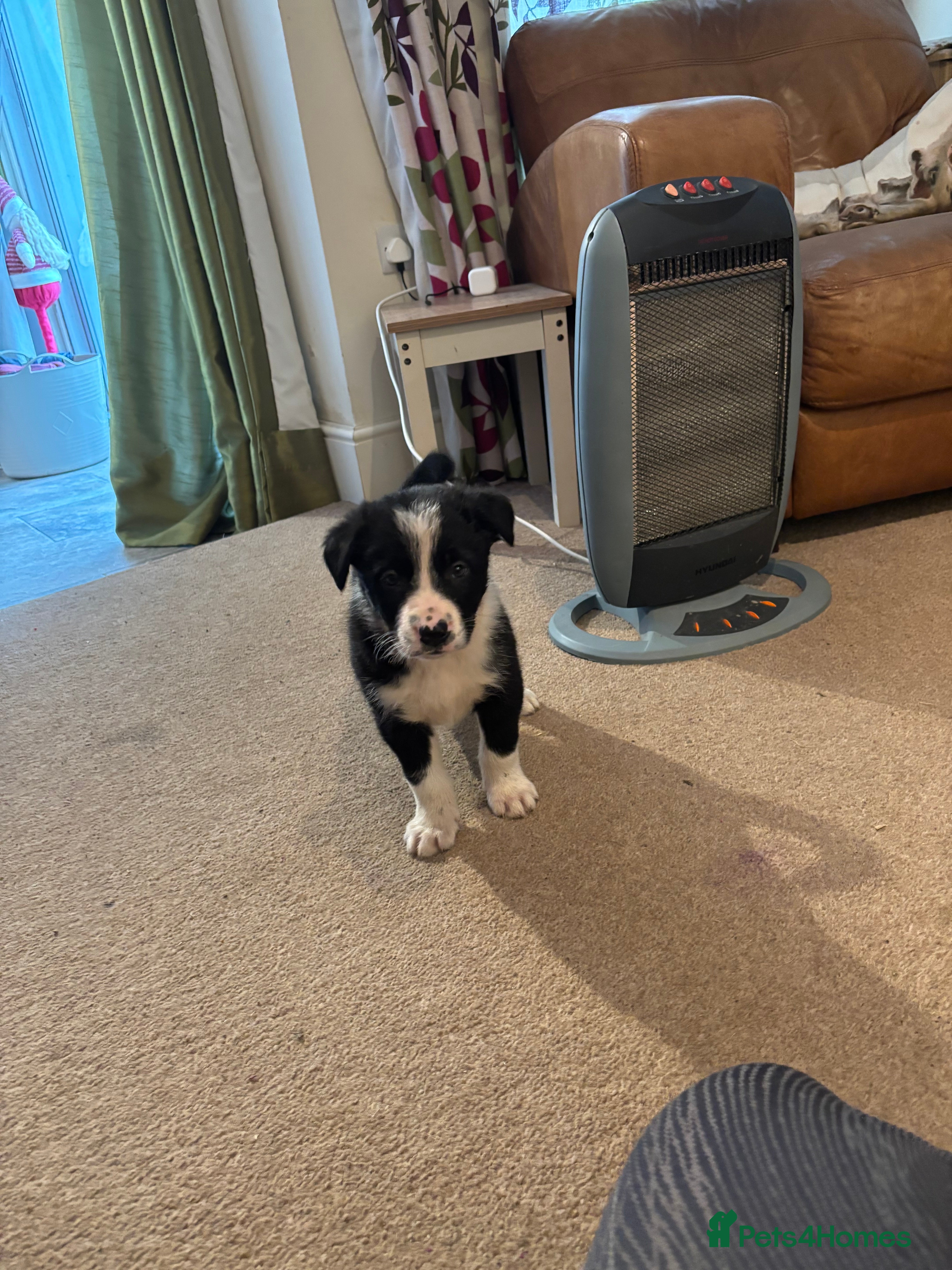 Border Collie dogs Collie puppies - Advert 11