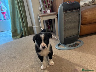 Border Collie dogs Collie puppies - Advert 11