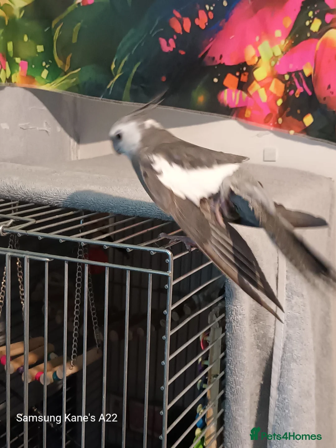 Cockatiels birds for sale: 2  5 month cocktails male and female in Croydon - Advert 2