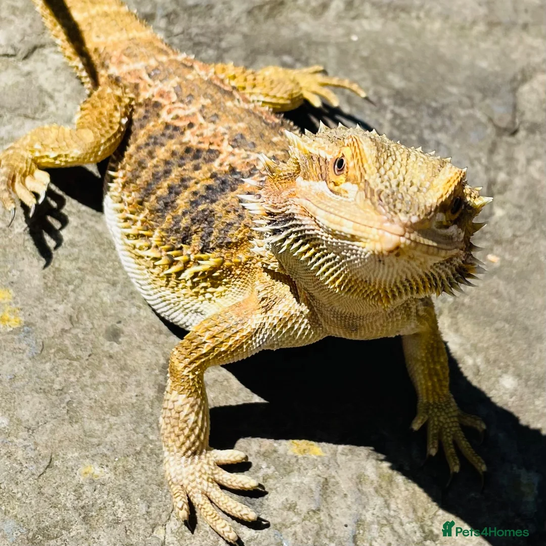 Bearded Dragon reptiles for sale: Beautiful female bearded dragon - Advert 11