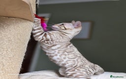 Bengal cats for sale: Clouded Mink Rosetted Bengal Girl - Image 12