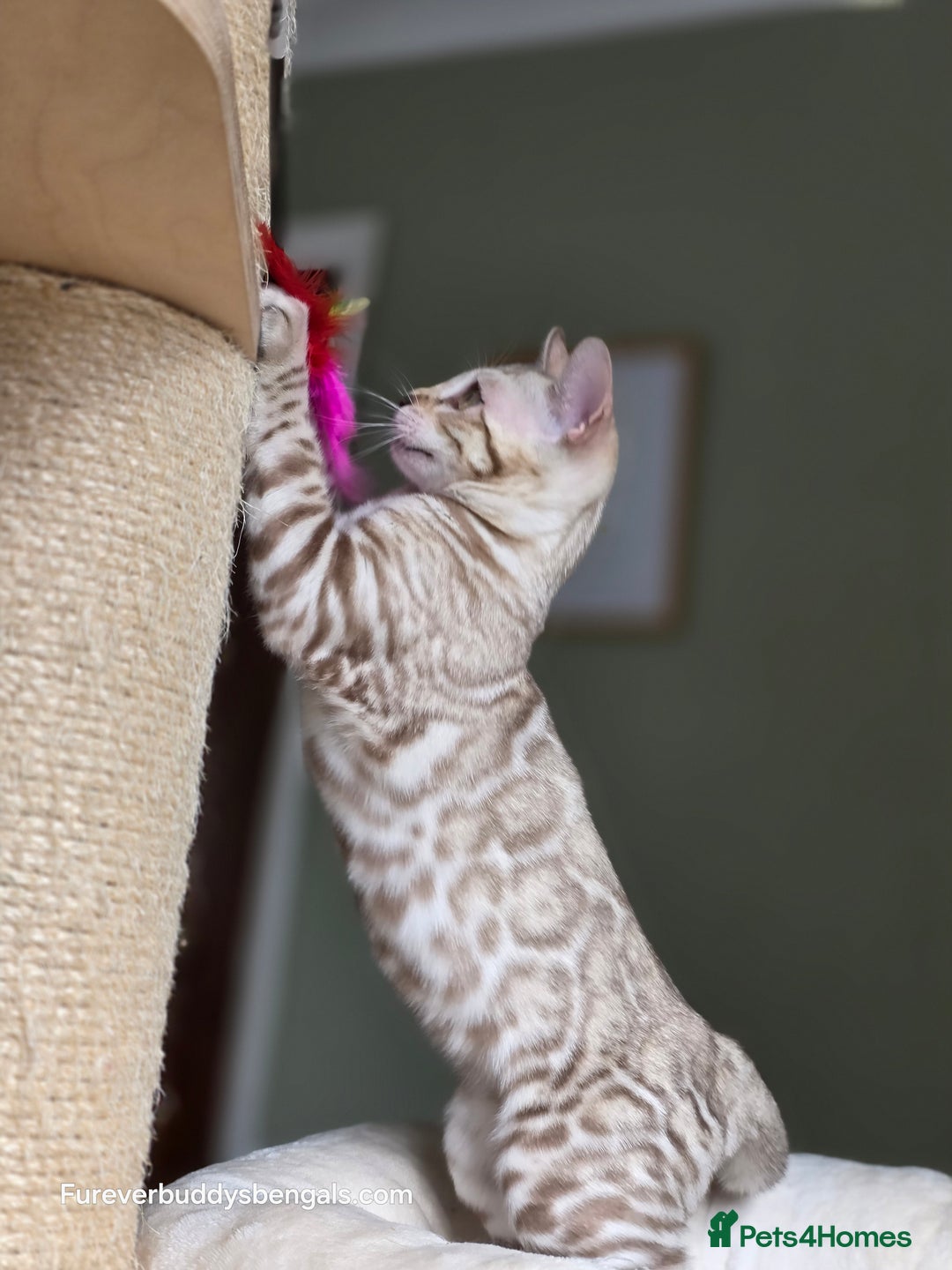 Bengal cats for sale: Clouded Mink Rosetted Bengal Girl - Image 12