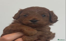Cavapoo dogs for sale: EXTENSIVELY HEALTH TESTED Red Cavapoos - Image 6