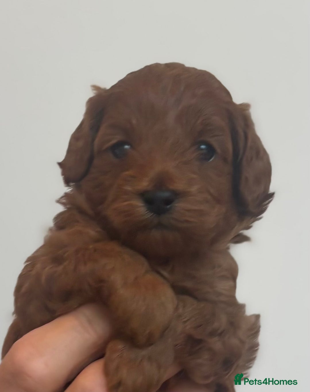 Cavapoo dogs for sale: EXTENSIVELY HEALTH TESTED Red Cavapoos - Image 6