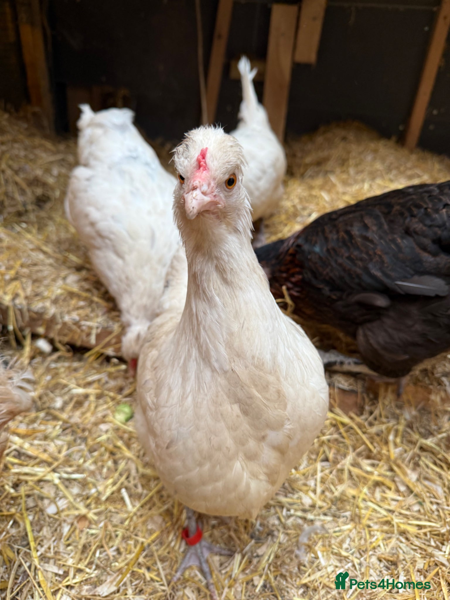 Chickens poultry Cheshire blue - Advert 4