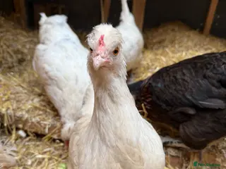 Chickens poultry Cheshire blue - Advert 9