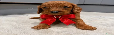 Cavapoo 6