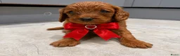 Cavapoo dogs for sale: Beautiful F1 Cavapoo's 🧬 Health Tested Parents - Advert 2
