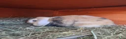 French Lop rabbits for sale: Adult rabbits to rehome in Crawley - Advert 8
