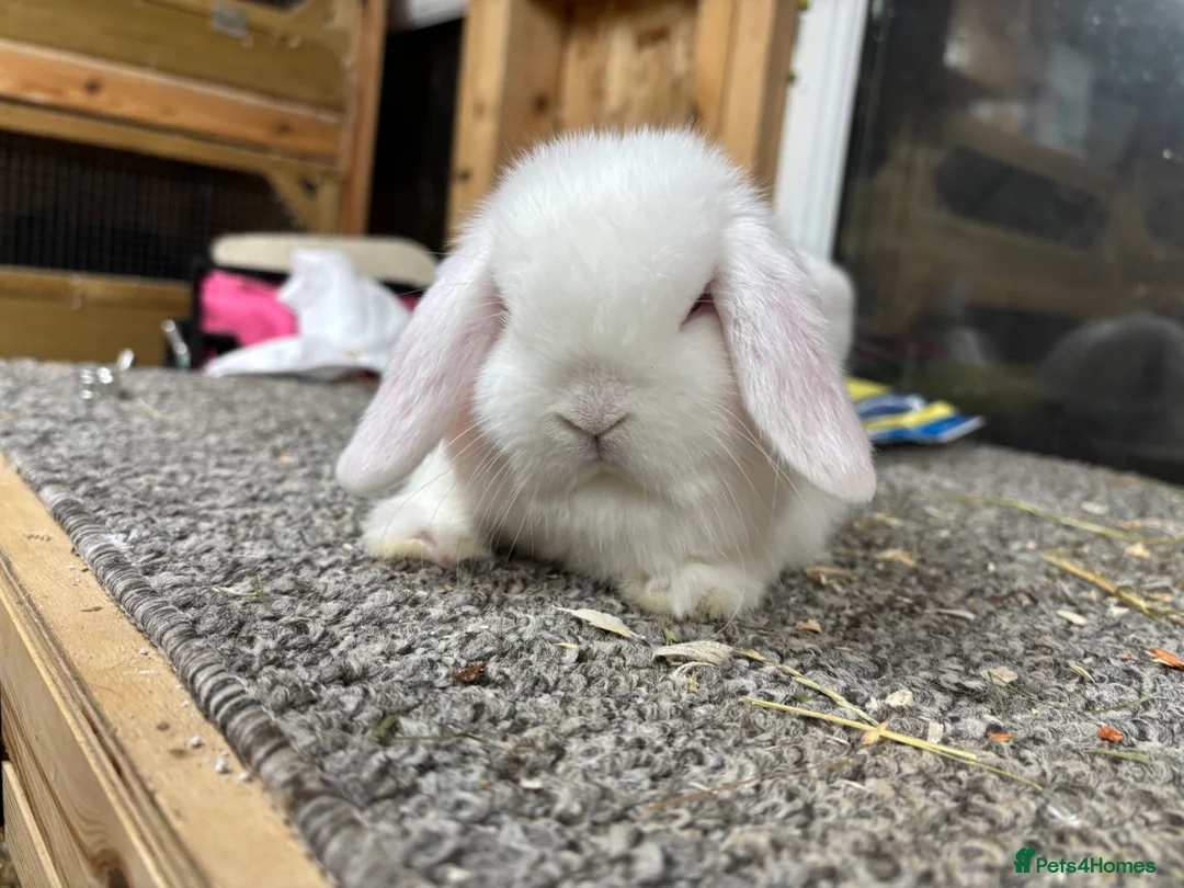 Mini Lop rabbits for sale: Baby Minilop BRC rung and Vaccinated  - Advert 3