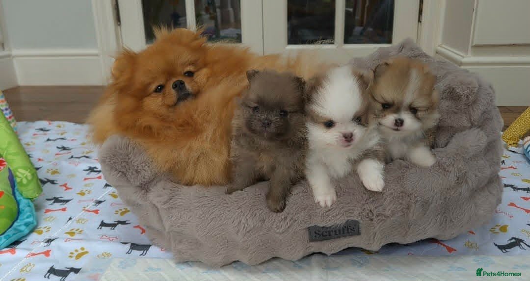 Pomeranian dogs High Quality Show Pomeranian puppies Champion Mum - Advert 4
