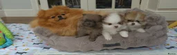 Pomeranian dogs for sale: High Quality Show Pomeranian puppies Champion Mum - Advert 5