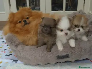 Pomeranian dogs High Quality Show Pomeranian puppies Champion Mum - Advert 4