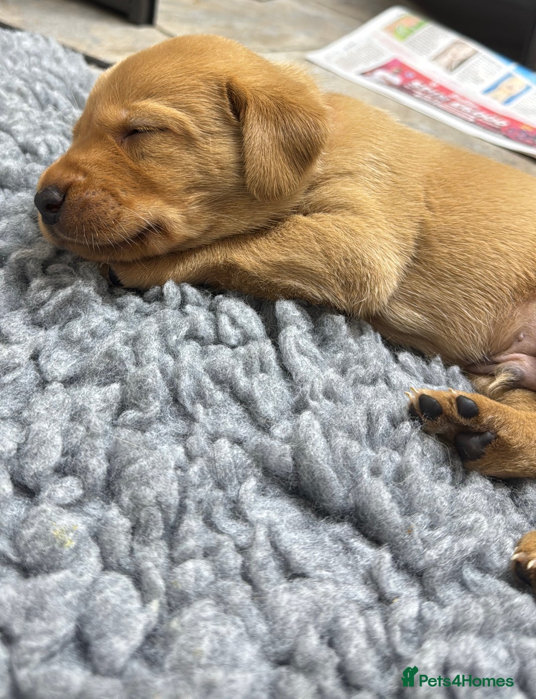 Labrador Retriever dogs for sale: KC Reg Health Tested Fox Reds Working Lines 4 Gen - Image 6