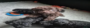 Labradoodle 4