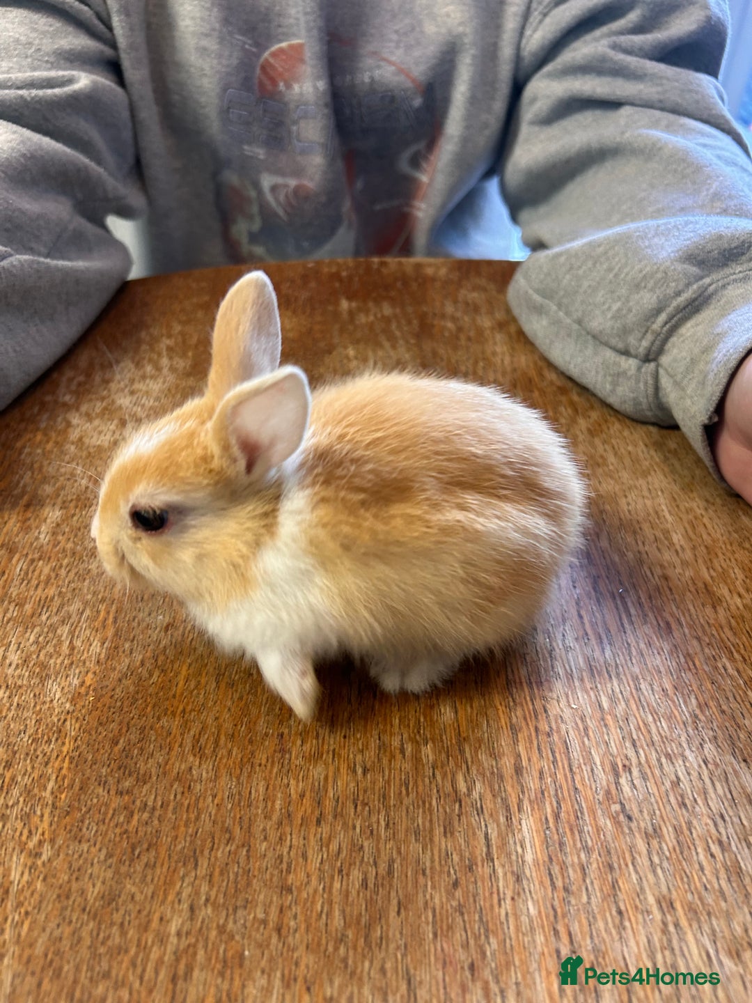 Netherland Dwarf rabbits for sale: Baby bunnies - Image 1