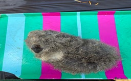 Guinea Pig rodents for sale: Gorgeous Peruvian X Boy 👀🏡 - Image 3