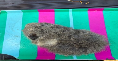 Guinea Pig rodents - Advert 3