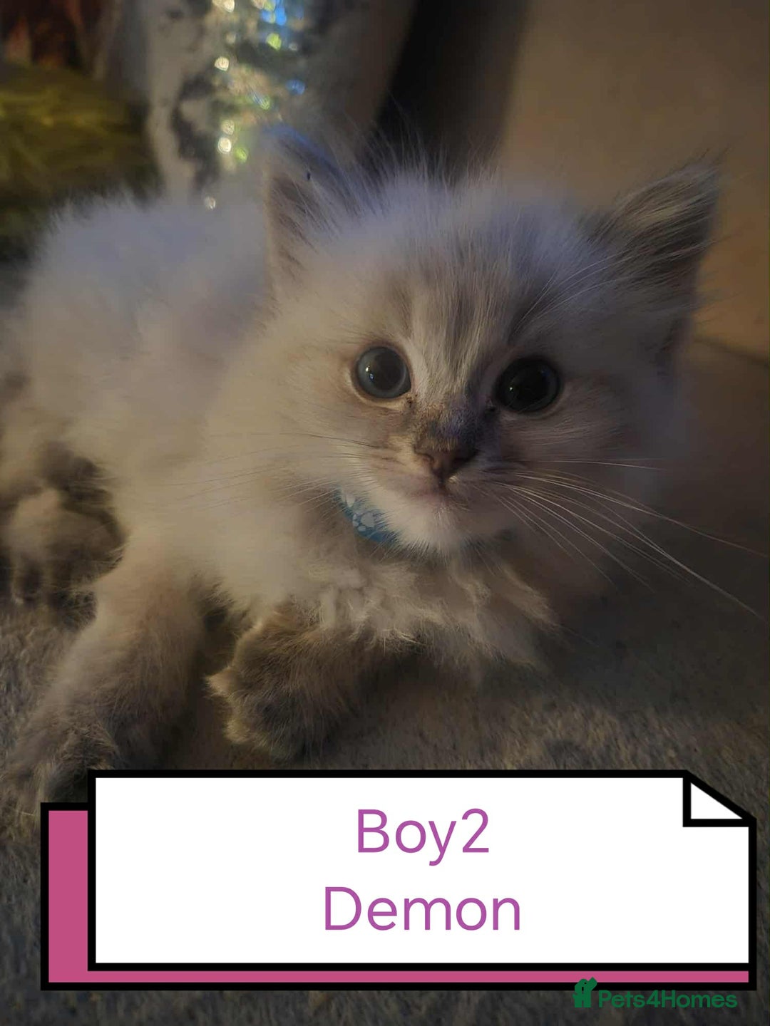 Ragdoll cats for sale: Beautiful ragdolls  - Advert 4