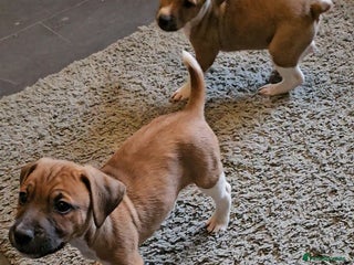 Plummer Terrier dogs - Advert 1