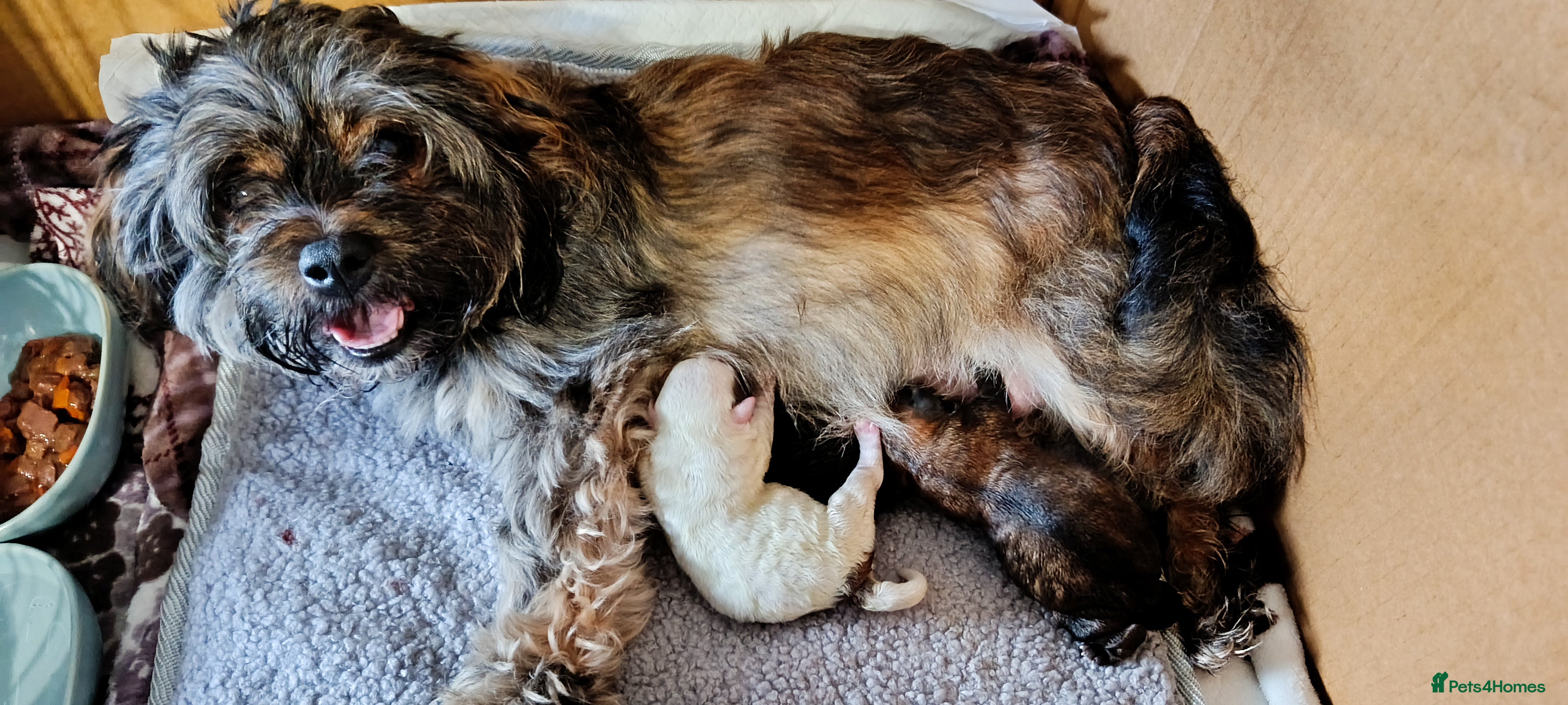 Mixed Breed dogs Healthy, Happy Puppies Available - Advert 3