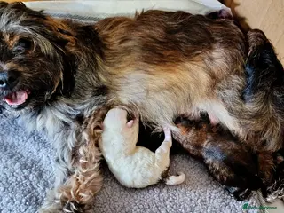 Mixed Breed dogs Healthy, Happy Puppies Available - Advert 3