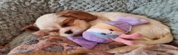 Cavalier King Charles Spaniel dogs for sale: Beautiful Cavalier King Charles Spaniel Puppies in Basingstoke - Advert 3