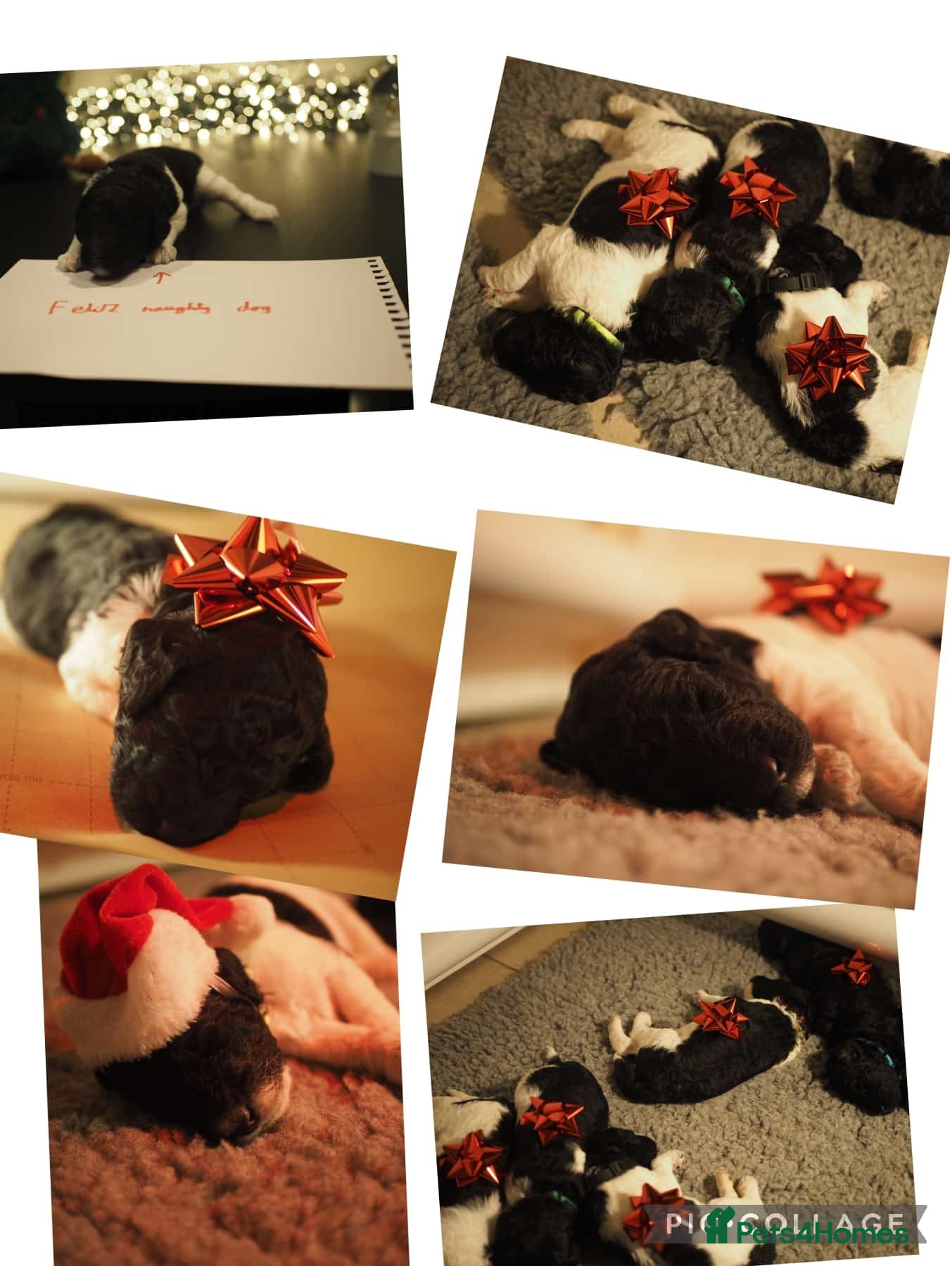 Standard Poodle dogs Parti KC Reg Standard Poodle Puppies - Advert 7