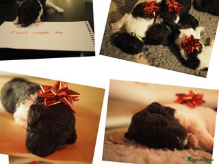 Standard Poodle dogs Parti KC Reg Standard Poodle Puppies - Advert 7