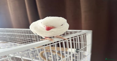 Ringnecks birds - Advert 7