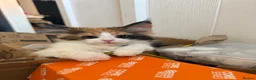 Maine Coon cats for sale: Two bonded kittens  - Advert 3