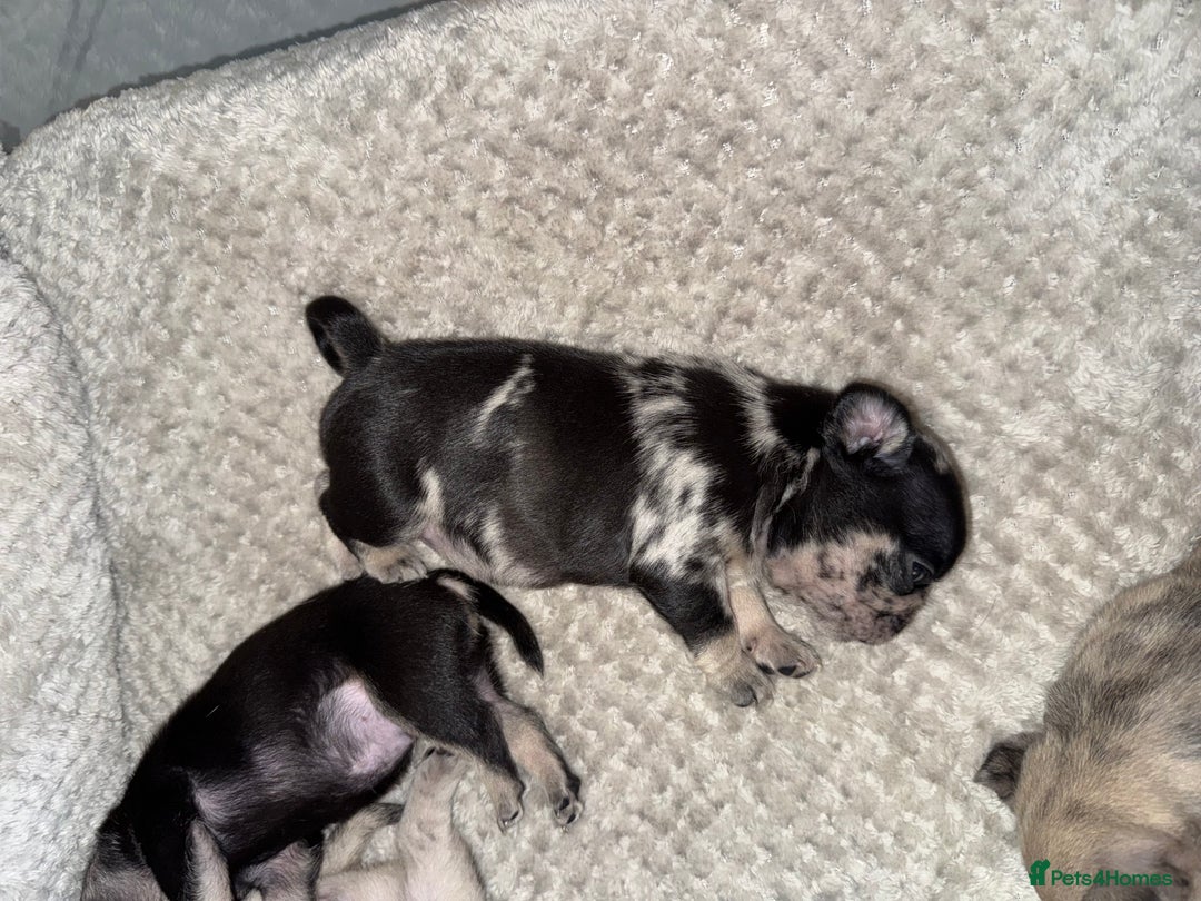 Frug dogs for sale: Pug/frenchie  - Advert 6