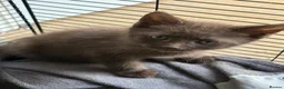 British Shorthair cats for sale: Chocolate British short hair kittens - Advert 5