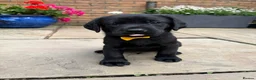 Labrador Retriever dogs for sale: Labrador puppues in Cardiff - Advert 4