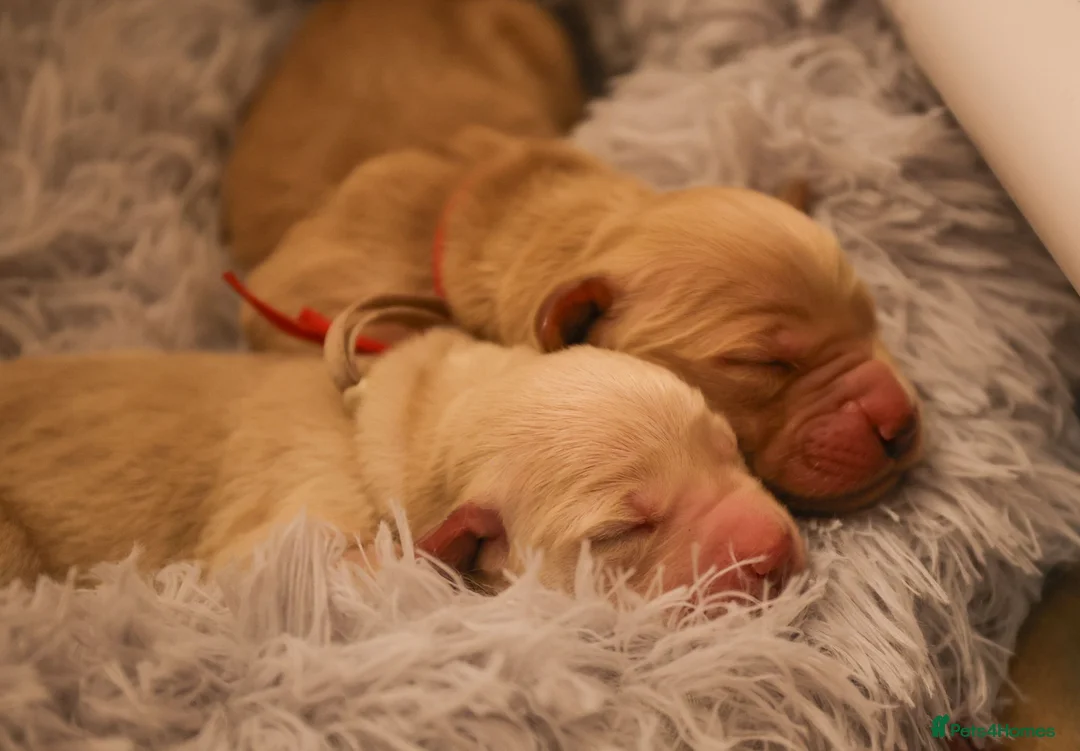 Goldador dogs for sale: Golden Retriever / Golador Puppies - Advert 4