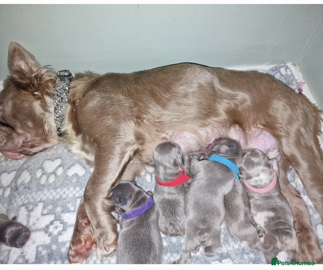 French Bulldog dogs for sale: 5 beautiful fluffy French bulldogs  - Advert 6