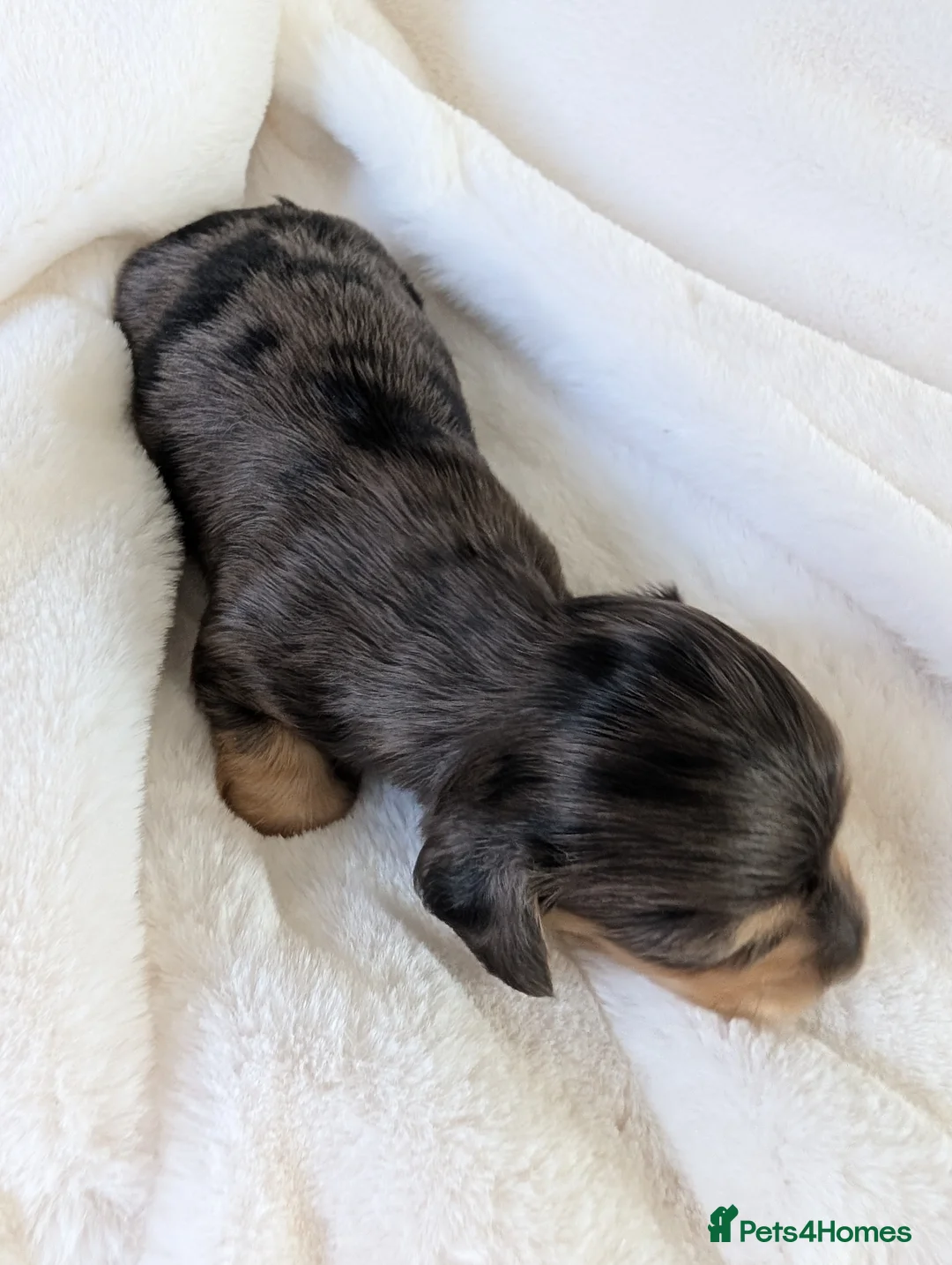Miniature Dachshund dogs for sale: Stunning long haired miniature dachshunds  - Advert 1