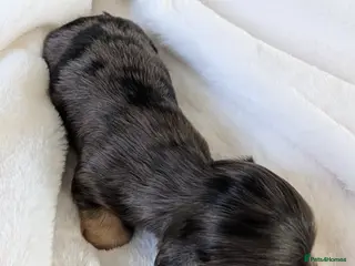 Miniature Dachshund dogs Stunning long haired miniature dachshunds - Advert 14