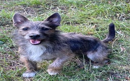 Jack Russell dogs for stud: Remi the Russell  - Image 3