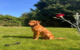 Labrador Retriever dogs for sale: Fox Red Labrador Retriever Puppies🐾 - Advert 11