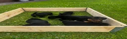 Mixed Breed dogs for sale: 3/4 welsh terrier 1/4cocker spaniel puppys - Advert 1
