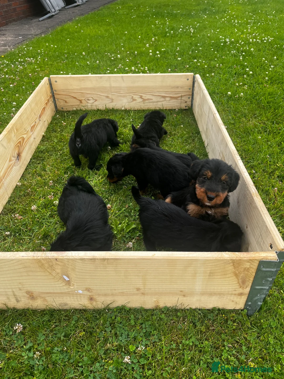 Mixed Breed dogs for sale: 3/4 welsh terrier 1/4cocker spaniel puppys - Advert 1
