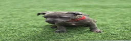 Staffordshire Bull Terrier dogs for sale: Ready to leave!!!!!!! in Rotherham - Advert 7