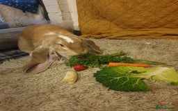 English Lop rabbits for sale: Giant engilsh lop  - Advert 8