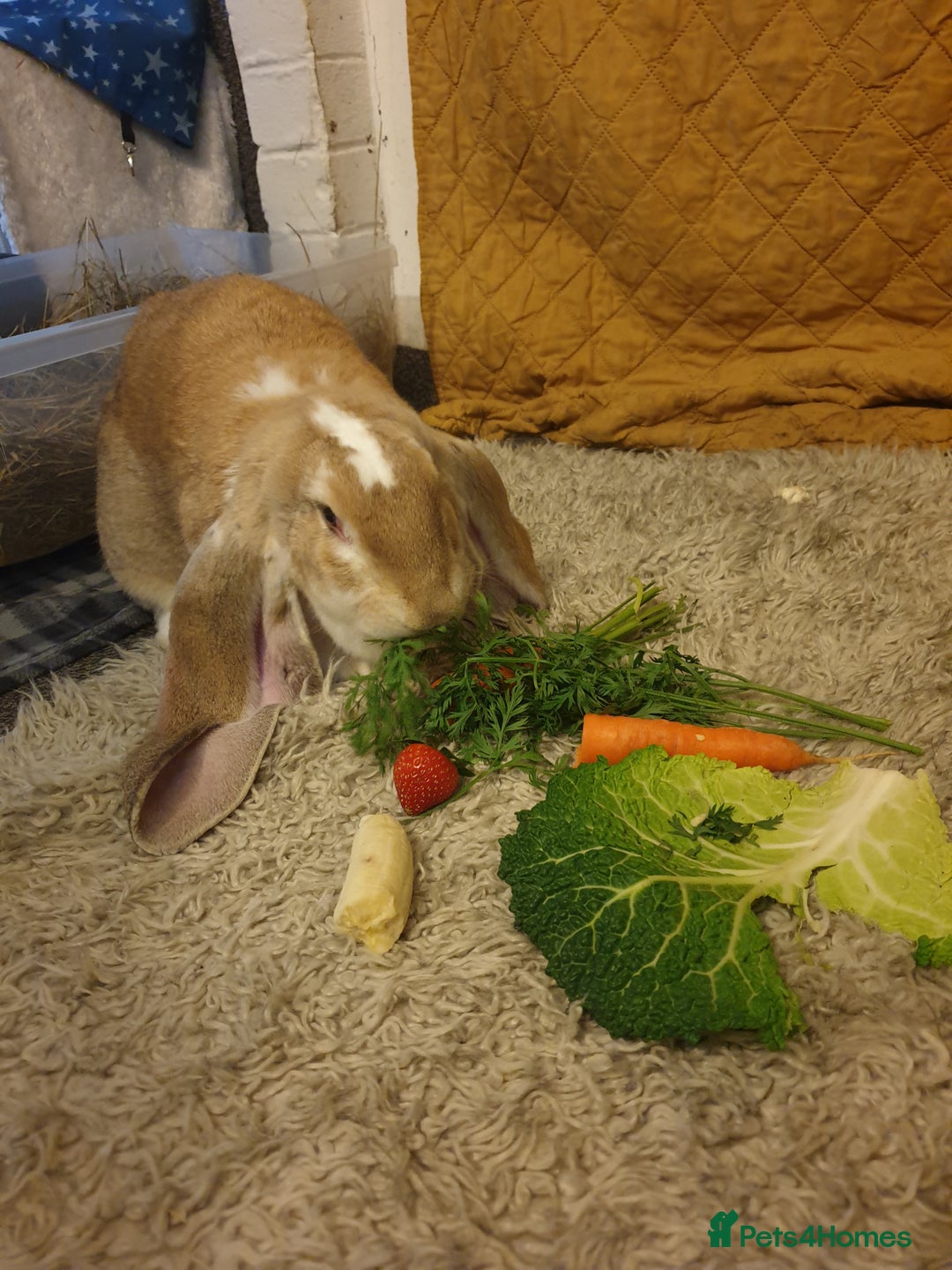 English Lop rabbits for sale: Giant engilsh lop  - Advert 8