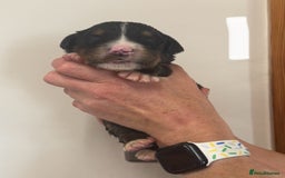 Mixed Breed dogs for sale: Labernese x Bernese mountain dog puppies  - Image 26